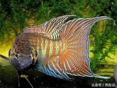 金龍魚為何這么貴啊：金龍魚為什么這么貴？