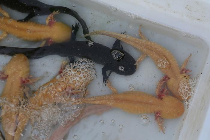 六角龍魚價格（六角龍魚價格因地區、大小、健康狀況以及是否為純種等多種因素而有所不同）