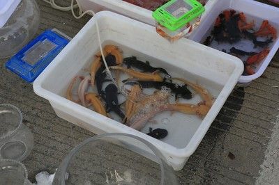 六角龍魚價格（六角龍魚價格因地區、大小、健康狀況以及是否為純種等多種因素而有所不同）