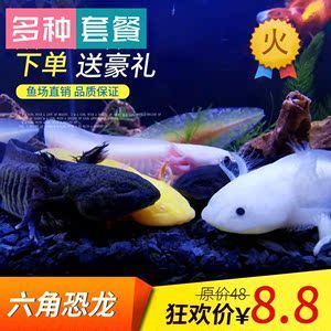 六角龍魚價格（六角龍魚價格因地區、大小、健康狀況以及是否為純種等多種因素而有所不同）
