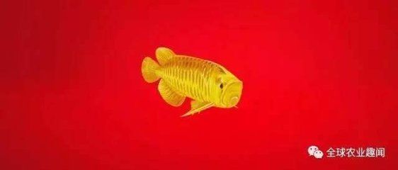 金龍魚背后的神秘家族：揭秘金龍魚背后的神秘家族:比李嘉誠更富有卻極其低調(diào)