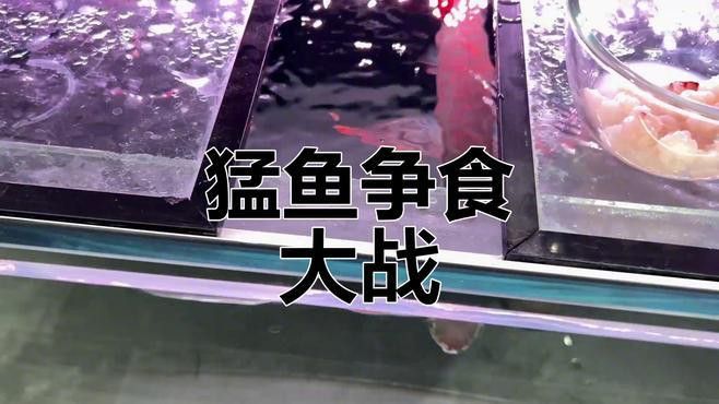 推薦一些高清的金龍魚捕食視頻 推薦一些高清的金龍魚捕食視頻 龍魚百科
