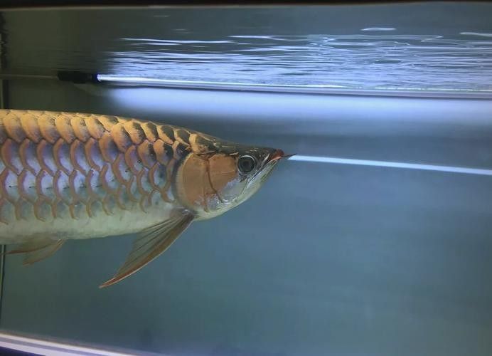 龍魚蒙眼的原因和治療方法視頻講解圖片大全 龍魚蒙眼的原因和治療方法視頻講解圖片大全 龍魚百科 第7張