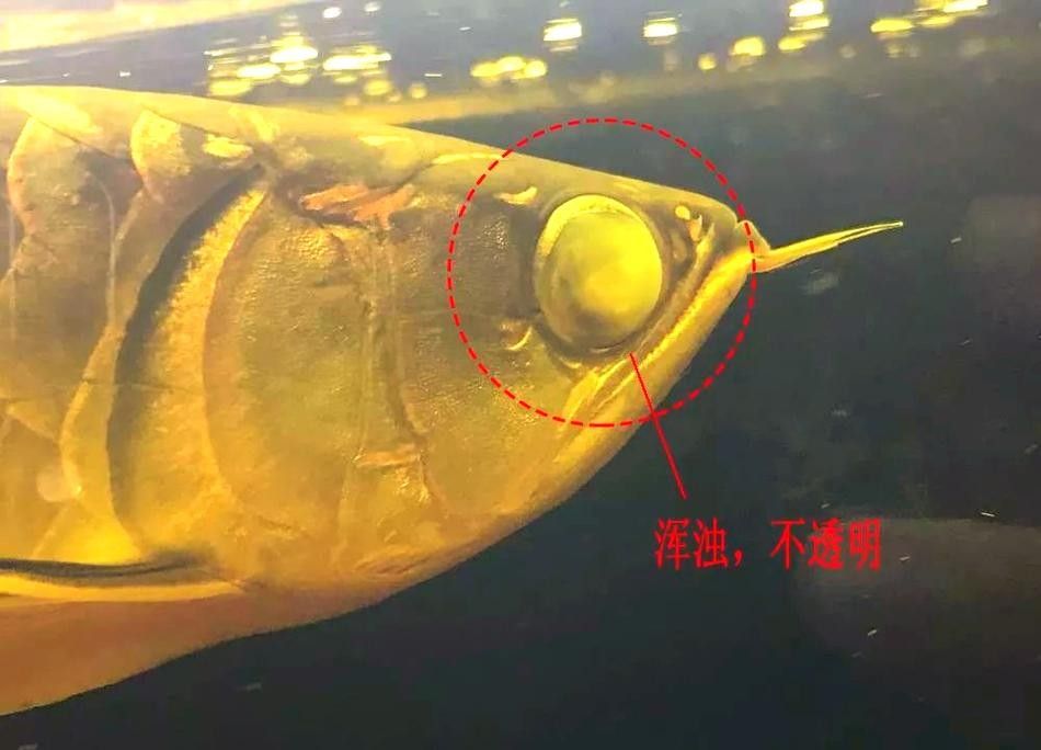 龍魚蒙眼的原因和治療方法視頻講解圖片大全 龍魚蒙眼的原因和治療方法視頻講解圖片大全 龍魚百科 第18張