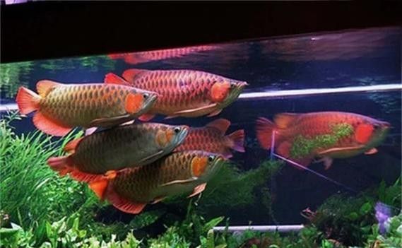 龍魚蒙眼的原因和治療方法視頻講解圖片大全 龍魚蒙眼的原因和治療方法視頻講解圖片大全 龍魚百科 第6張