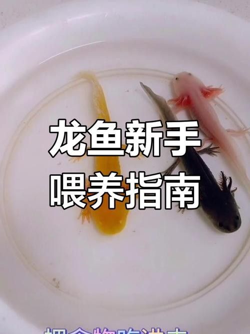龍魚蒙眼的原因和治療方法視頻講解圖片大全 龍魚蒙眼的原因和治療方法視頻講解圖片大全 龍魚百科 第27張
