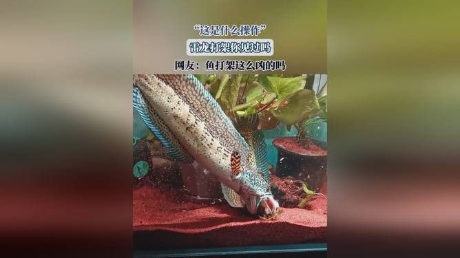 金龍魚和雷龍魚打架視頻播放