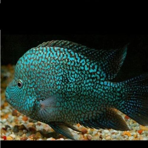 銀龍魚20公分多少錢一條 銀龍魚20公分多少錢一條 龍魚百科 第7張