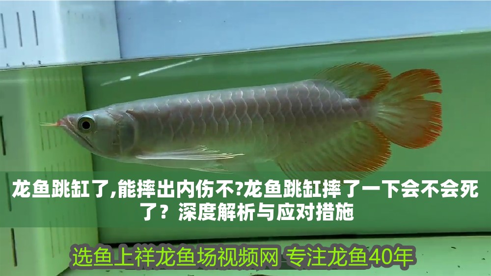 龍魚跳缸了,能摔出內傷不?龍魚跳缸摔了一下會不會死了？深度解析與應對措施
