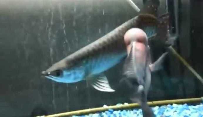 龍魚和鳳魚打架嗎：龍魚和鳳魚會打架嗎