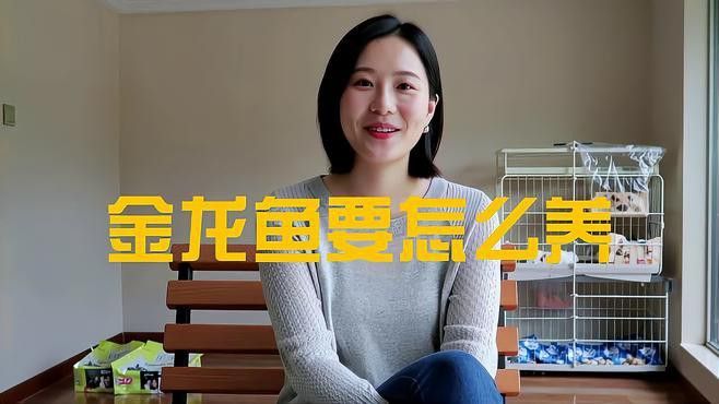 藍底過背金龍魚養殖注意事項