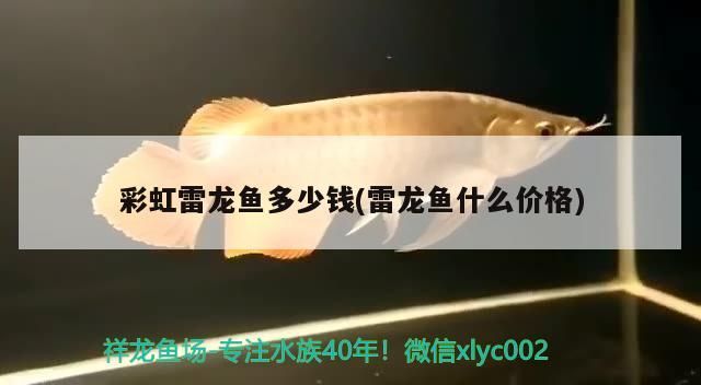 金龍魚混養(yǎng)幾條比較好養(yǎng)活的：金龍魚混養(yǎng)好還是單養(yǎng)好