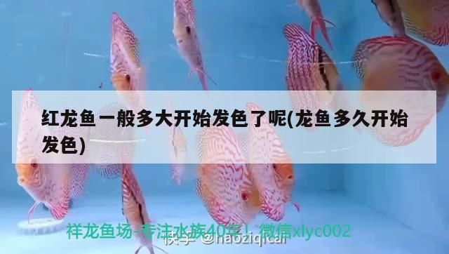 金龍魚混養(yǎng)幾條比較好養(yǎng)活的：金龍魚混養(yǎng)好還是單養(yǎng)好