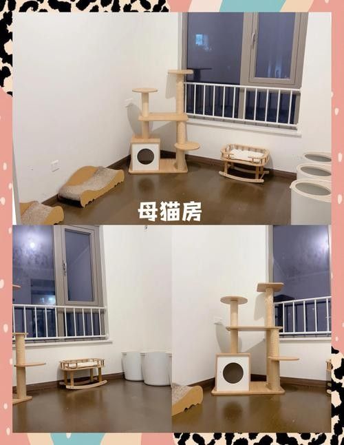 龍貓和貓一起養需要多久才能適應？ 龍貓和貓一起養需要多久才能適應？ 龍魚百科 第1張