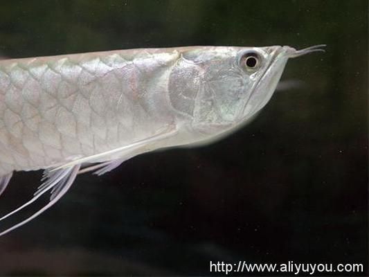 印尼紅龍魚好養嗎怎么養殖技術好:印尼紅龍魚的養殖技術 龍魚百科 第1張 印尼紅龍魚好養嗎怎么養殖技術好:印尼紅龍魚的養殖技術 印尼紅龍魚好養嗎怎么養殖技術好:印尼紅龍魚的養殖技術 龍魚百科 第1張