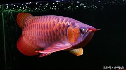 金龍魚起什么名字好【《海賊王》中金龍魚的寓意的名字，與金龍魚吉祥寓意相關的名字】