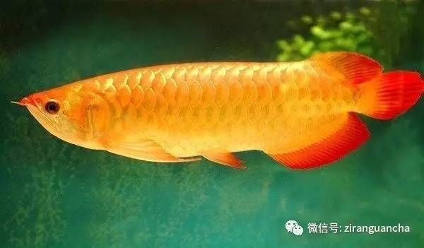 金龍魚起什么名字好【《海賊王》中金龍魚的寓意的名字，與金龍魚吉祥寓意相關的名字】