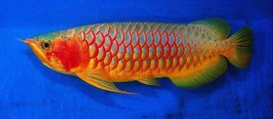 金龍魚起什么名字好【《海賊王》中金龍魚的寓意的名字，與金龍魚吉祥寓意相關的名字】
