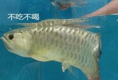 新家買的金龍魚死了好不好（金龍魚為什么突然死亡？） 新家買的金龍魚死了好不好（金龍魚為什么突然死亡？） 龍魚百科 第3張