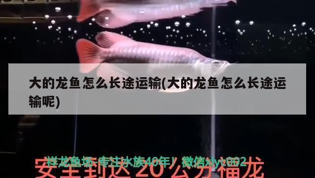 龍魚如何運輸：龍魚缸運輸?shù)脑敿?xì)流程