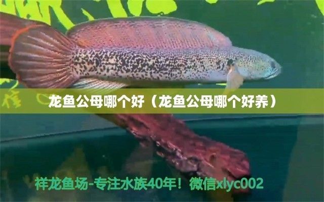 龍魚公母哪個好養一點，如何區分龍魚公母,龍魚飼料選擇指南