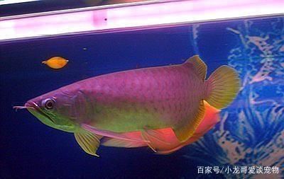 黃尾龍魚是什么品種？：黃尾龍魚是一種什么樣的魚？