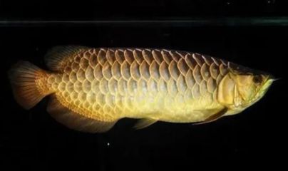 黃尾龍魚是什么品種？：黃尾龍魚是一種什么樣的魚？