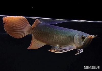 巨骨舌魚和龍魚，誰厲害？：世界上最大的淡水魚之一巨骨舌魚和龍魚誰厲害