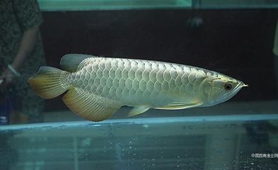 幾年的龍魚才叫成魚（金龍魚多少年可以長成成魚360問答）