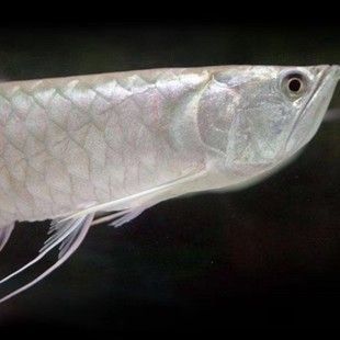 紅眼白子黃化銀龍魚：紅眼白子黃化銀龍魚的市場價格