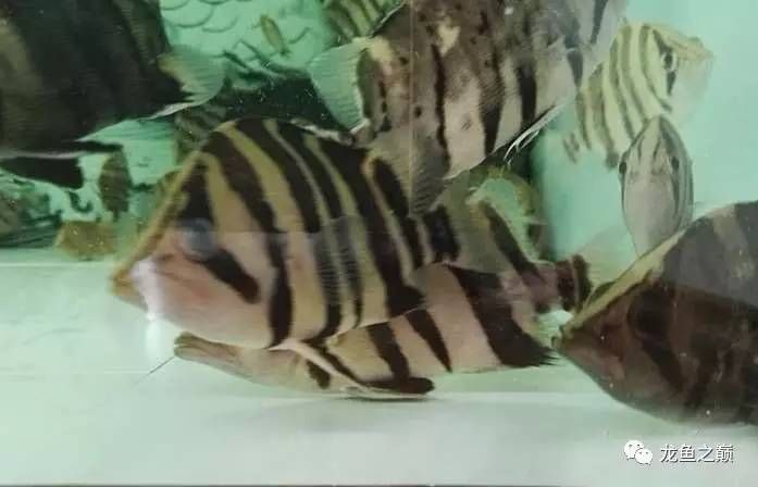 龍魚狀態不好（如何改善龍魚的健康狀況）