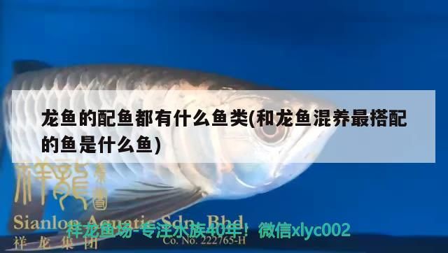 龍魚的配魚都有什么魚類(和龍魚混養最搭配的魚是什么魚)