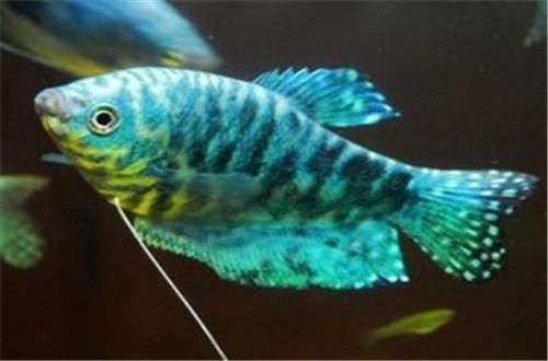 藍(lán)龍魚(yú)吃小魚(yú)(“藍(lán)龍魚(yú)吃小魚(yú)”是否會(huì)吃小魚(yú)) 龍魚(yú)百科 第2張 藍(lán)龍魚(yú)吃小魚(yú)(“藍(lán)龍魚(yú)吃小魚(yú)”是否會(huì)吃小魚(yú)) 藍(lán)龍魚(yú)吃小魚(yú)(“藍(lán)龍魚(yú)吃小魚(yú)”是否會(huì)吃小魚(yú)) 龍魚(yú)百科 第2張