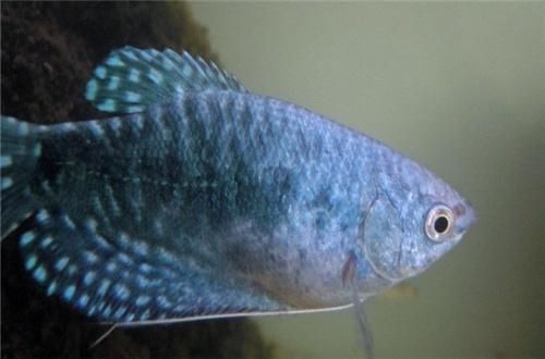 藍(lán)龍魚(yú)吃小魚(yú)(“藍(lán)龍魚(yú)吃小魚(yú)”是否會(huì)吃小魚(yú)) 龍魚(yú)百科 第1張 藍(lán)龍魚(yú)吃小魚(yú)(“藍(lán)龍魚(yú)吃小魚(yú)”是否會(huì)吃小魚(yú)) 藍(lán)龍魚(yú)吃小魚(yú)(“藍(lán)龍魚(yú)吃小魚(yú)”是否會(huì)吃小魚(yú)) 龍魚(yú)百科 第1張