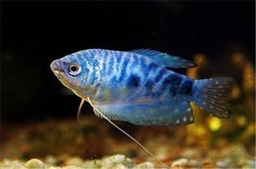藍(lán)龍魚(yú)吃小魚(yú)(“藍(lán)龍魚(yú)吃小魚(yú)”是否會(huì)吃小魚(yú)) 龍魚(yú)百科 第3張 藍(lán)龍魚(yú)吃小魚(yú)(“藍(lán)龍魚(yú)吃小魚(yú)”是否會(huì)吃小魚(yú)) 藍(lán)龍魚(yú)吃小魚(yú)(“藍(lán)龍魚(yú)吃小魚(yú)”是否會(huì)吃小魚(yú)) 龍魚(yú)百科 第3張