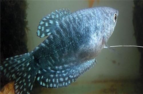 藍(lán)龍魚(yú)吃小魚(yú)(“藍(lán)龍魚(yú)吃小魚(yú)”是否會(huì)吃小魚(yú)) 龍魚(yú)百科 第4張 藍(lán)龍魚(yú)吃小魚(yú)(“藍(lán)龍魚(yú)吃小魚(yú)”是否會(huì)吃小魚(yú)) 藍(lán)龍魚(yú)吃小魚(yú)(“藍(lán)龍魚(yú)吃小魚(yú)”是否會(huì)吃小魚(yú)) 龍魚(yú)百科 第4張