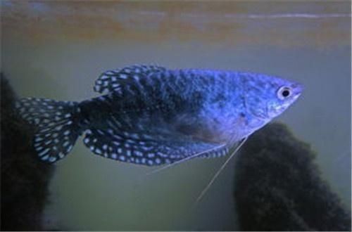 藍(lán)龍魚(yú)吃小魚(yú)(“藍(lán)龍魚(yú)吃小魚(yú)”是否會(huì)吃小魚(yú)) 龍魚(yú)百科 第5張 藍(lán)龍魚(yú)吃小魚(yú)(“藍(lán)龍魚(yú)吃小魚(yú)”是否會(huì)吃小魚(yú)) 藍(lán)龍魚(yú)吃小魚(yú)(“藍(lán)龍魚(yú)吃小魚(yú)”是否會(huì)吃小魚(yú)) 龍魚(yú)百科 第5張