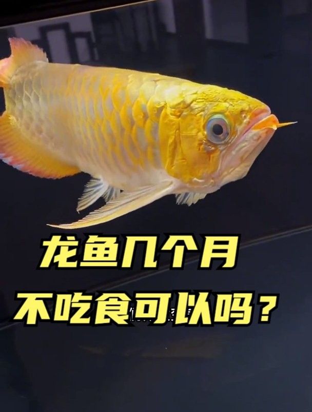 龍魚長時間不喂能餓死嗎 龍魚長時間不喂能餓死嗎 龍魚百科 第4張