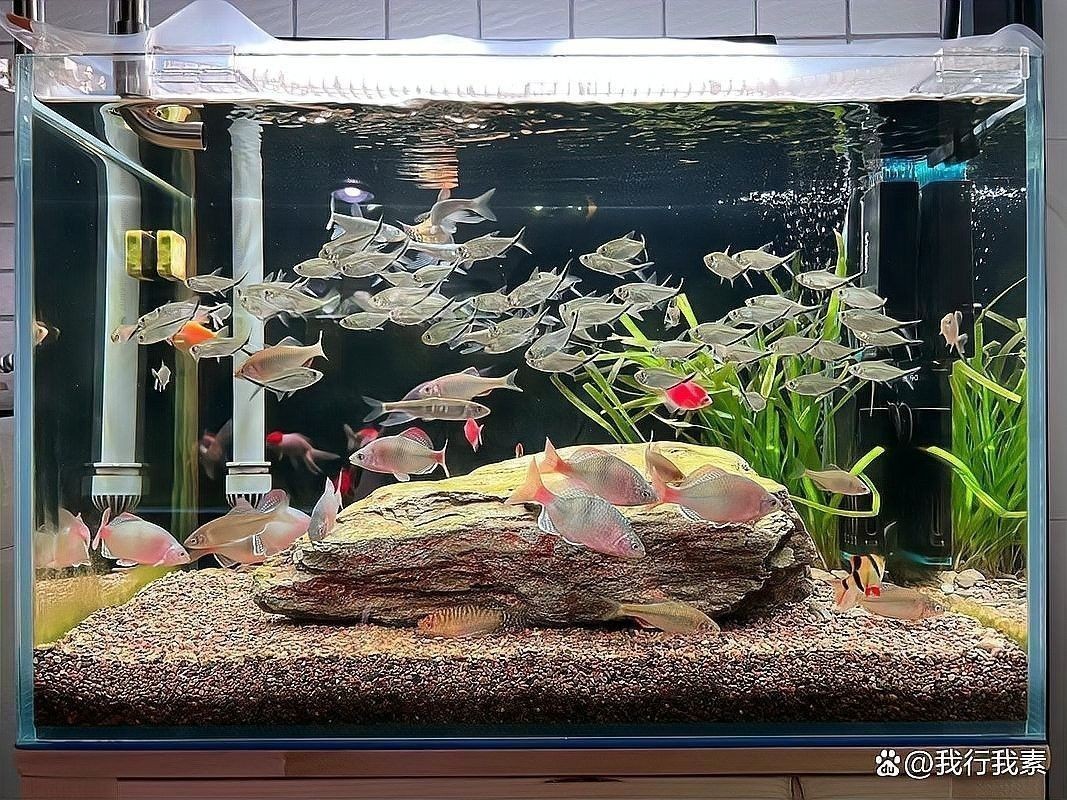 龍魚長時間不喂能餓死嗎 龍魚長時間不喂能餓死嗎 龍魚百科 第5張