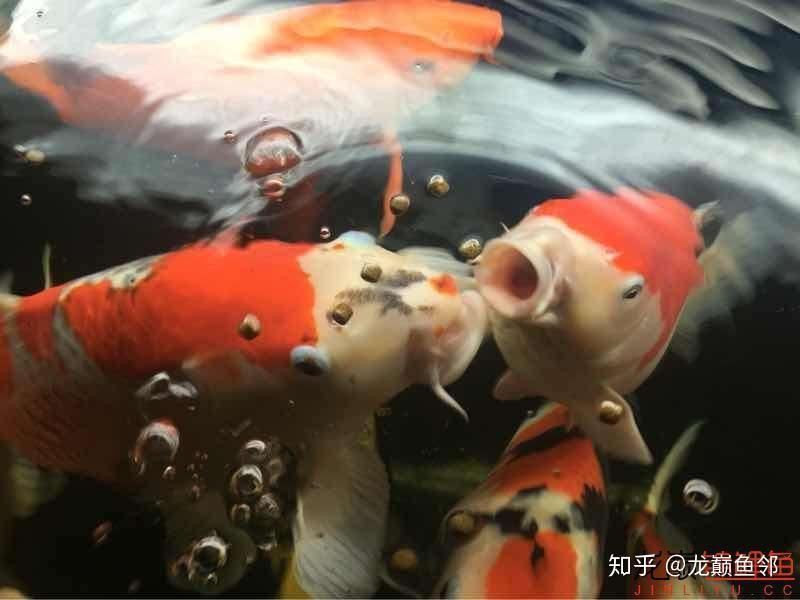 錦鯉之巔論壇