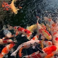 錦鯉之巔論壇