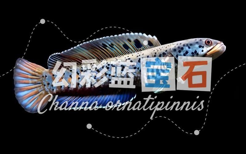 雷龍魚名字大全帶寓意 雷龍魚名字大全帶寓意 龍魚百科 第9張