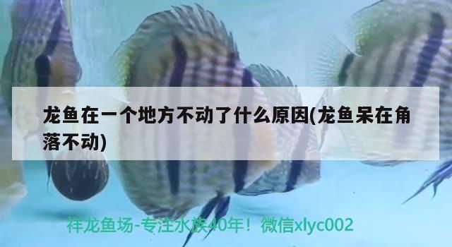 龍魚在一個地方不動了：龍魚在一個地方不動是怎么回事