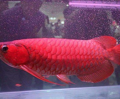 紅龍魚(yú)喂食量與喂食頻率的關(guān)系圖（關(guān)于紅龍魚(yú)喂食量與喂食頻率的問(wèn)題） 紅龍魚(yú)喂食量與喂食頻率的關(guān)系圖（關(guān)于紅龍魚(yú)喂食量與喂食頻率的問(wèn)題） 龍魚(yú)百科 第1張