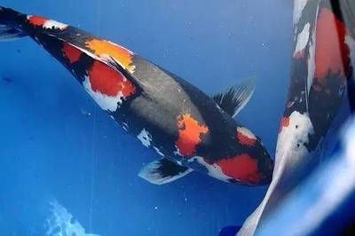 養條龍魚的成本是多少錢：養條龍魚的成本是多少錢養條龍魚的成本取決于多少錢