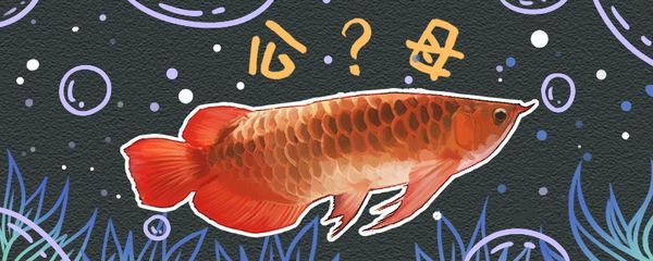 紅龍魚公母哪個好看（紅龍魚怎么分辨公母，公母能放在一起養(yǎng)嗎）