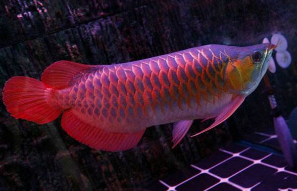 紅龍魚公母哪個好看（紅龍魚怎么分辨公母，公母能放在一起養嗎）