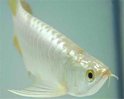 極品白金龍魚多少錢（極品白金龍魚的價(jià)格曾達(dá)31萬美元，然而這個(gè)信息已發(fā)生變化）