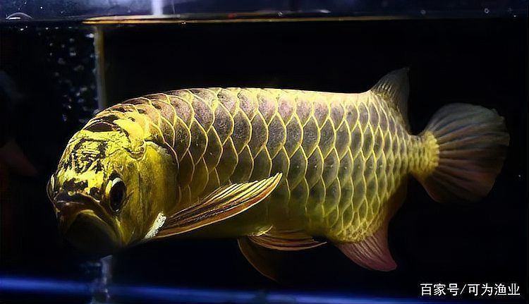 龍魚腸炎多久會死？ 龍魚腸炎多久會死？ 龍魚百科 第10張