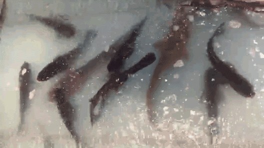 龍魚很兇猛嗎為什么不吃魚：龍魚為什么不吃魚